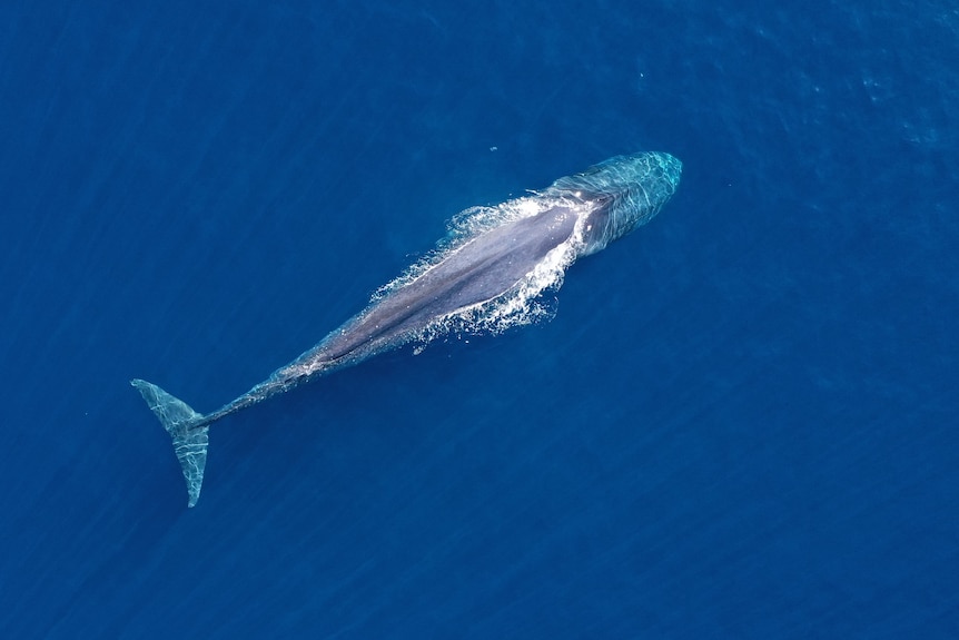 A blue whale breaching the surface of the ocean, pictured from directly above.