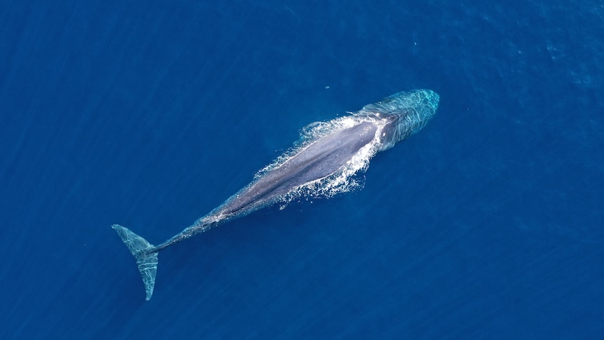 A blue pygmy whale in the blue water. 