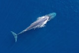 A blue pygmy whale in the blue water. 