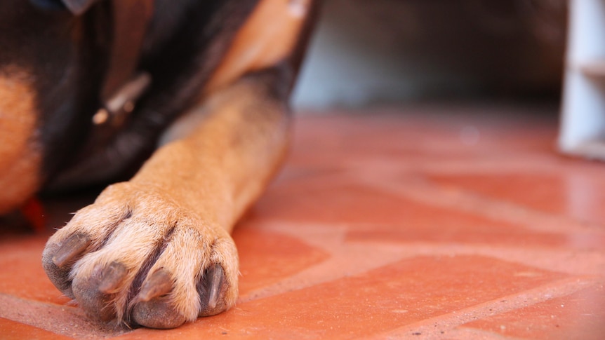 Dog paw on ground. 