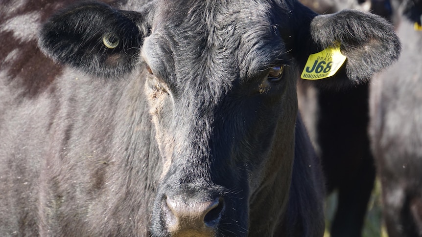 A close up of a black cow with a yellow tag in its ear.