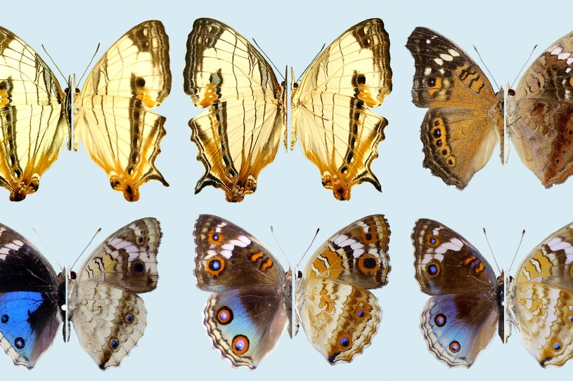 A butterfly collection
