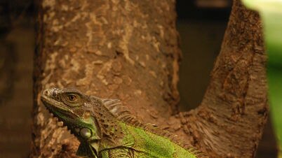 Live feature: Iggy the iguana - on loan from the National Zoo - represents some of the animals that fascinated Darwin.