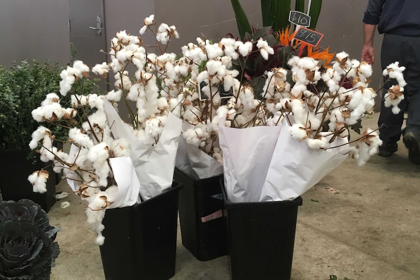 Bunches of cotton for sale at Eveleigh Markets at Sydney.