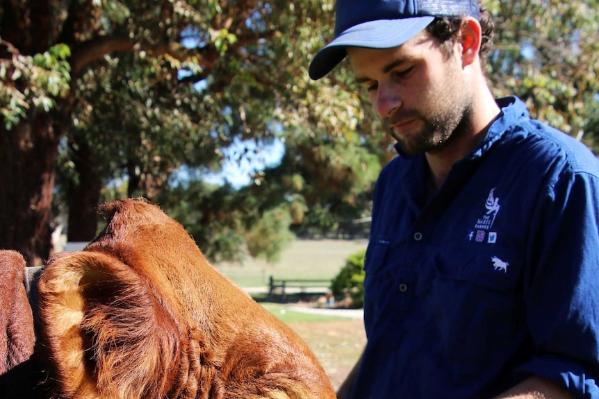 Farmer standing next to a cow holding a lead with green trees and paddock in background