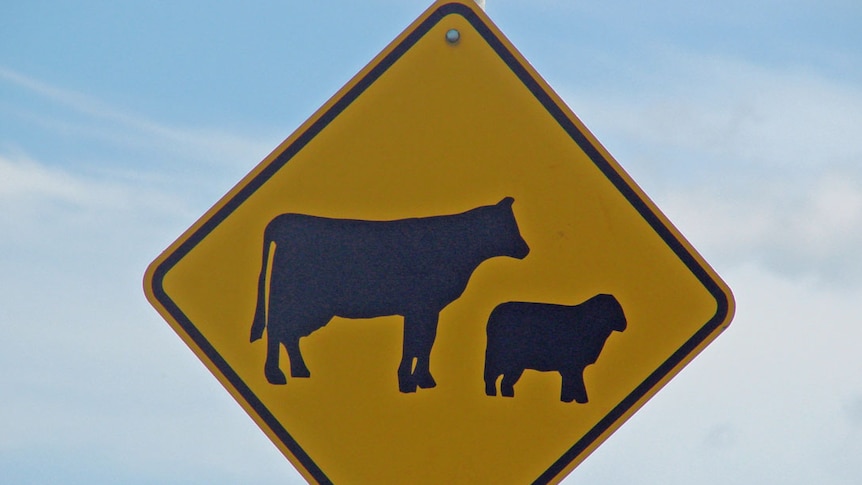 yellow road sign with sheep and cattle crossing