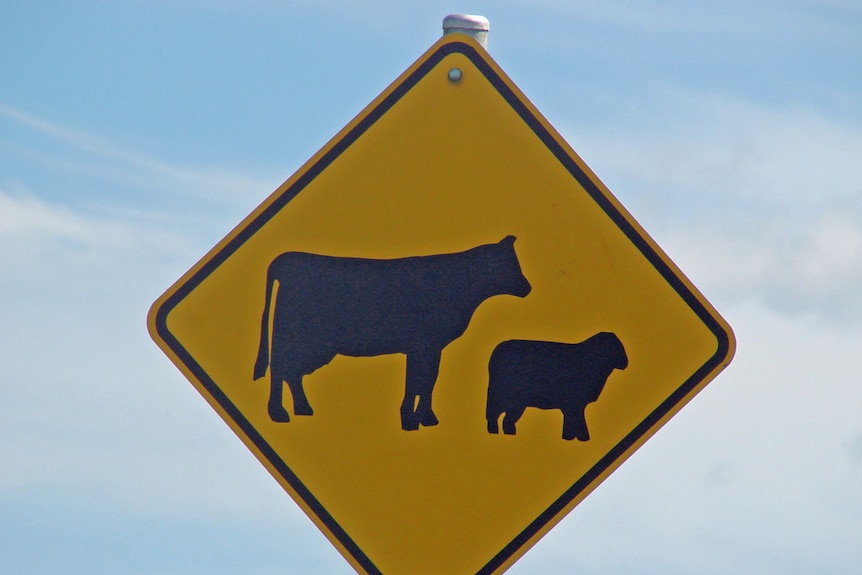 yellow road sign with sheep and cattle crossing