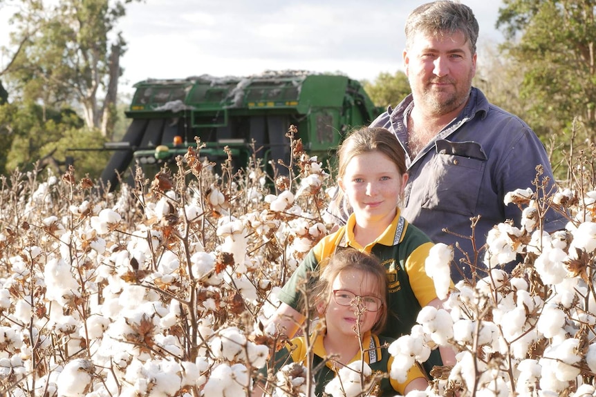 Farmer Mark Cowley and his two daughters stand in a cotton field.