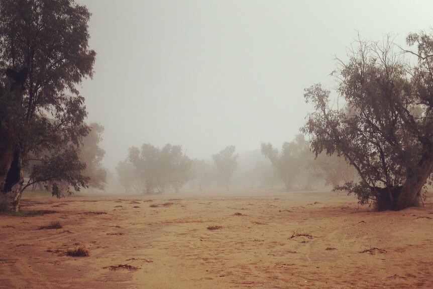 A blanket of fog over trees and red earth in Alice Springs.
