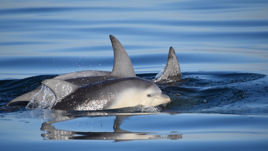 Three dolphins in the water