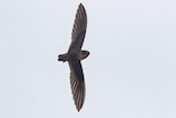 An edible-nest swiftlet photographed in Australia.