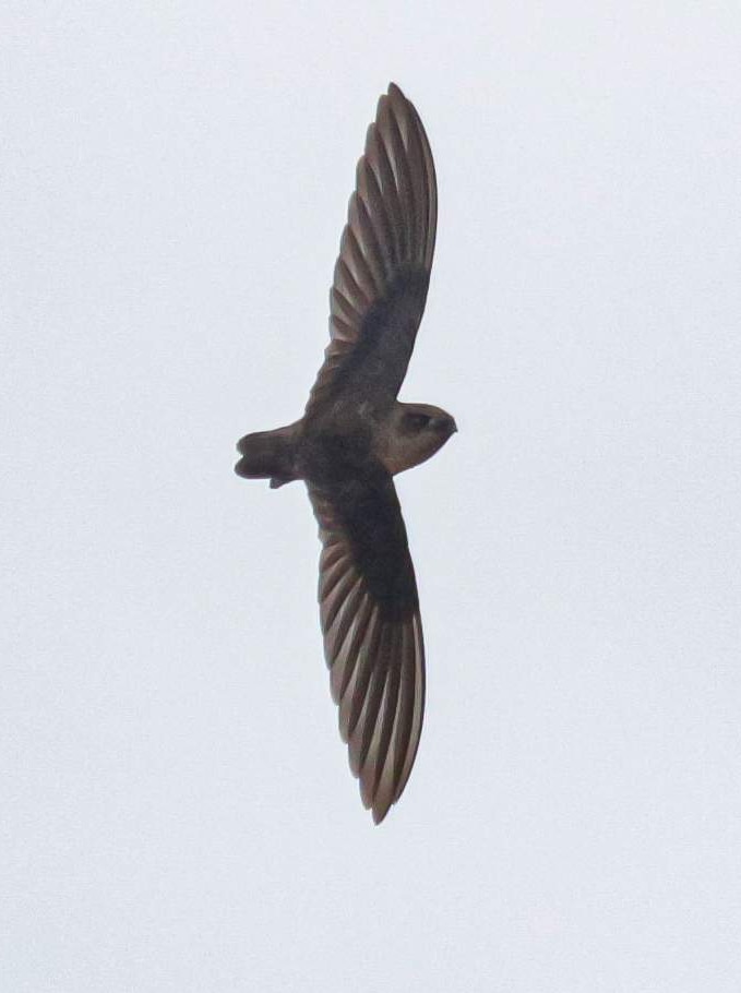 An edible-nest swiftlet photographed in Australia.