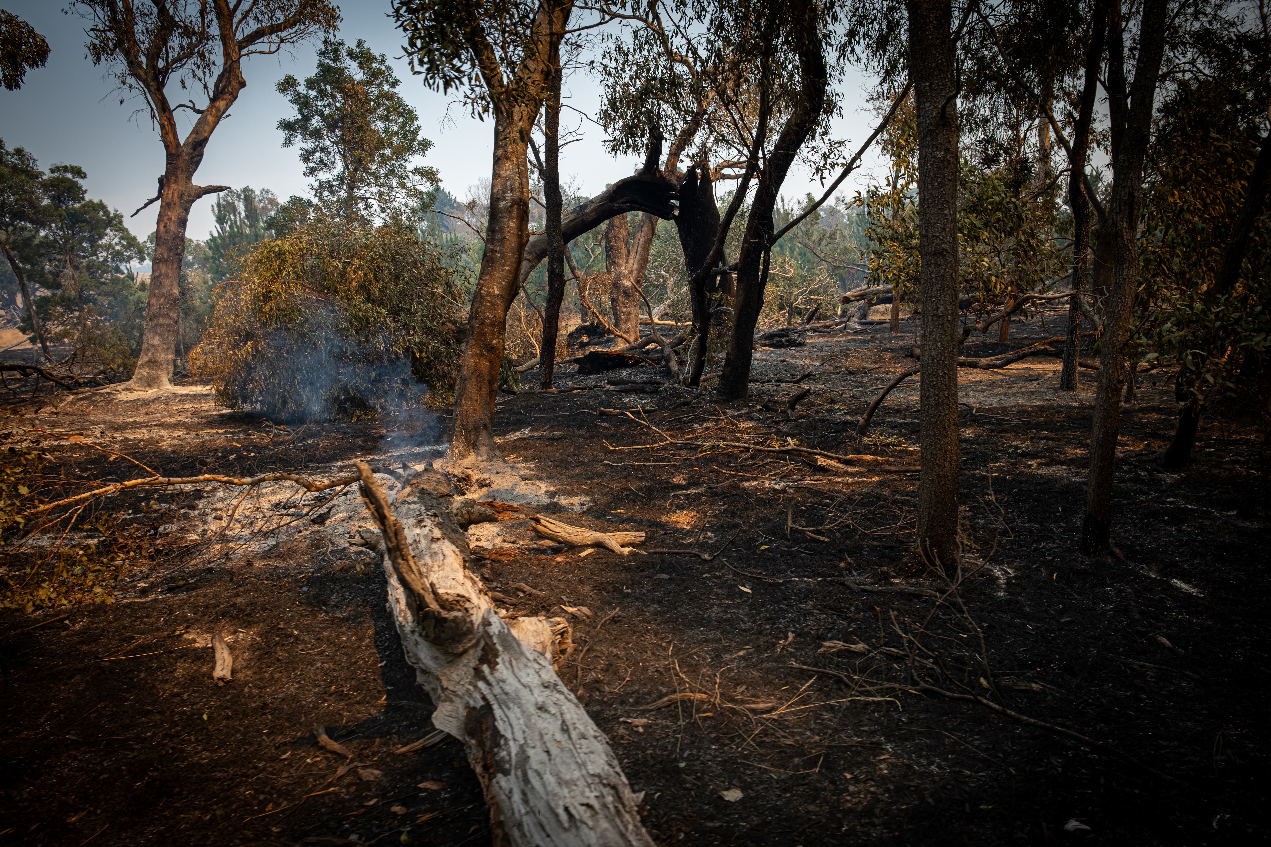 Thousands Warned To Evacuate In Victoria With Catastrophic Bushfire ...