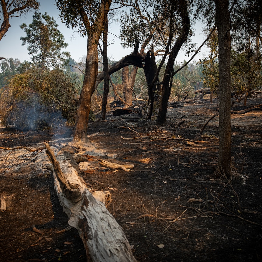 Charred bushland following a fire