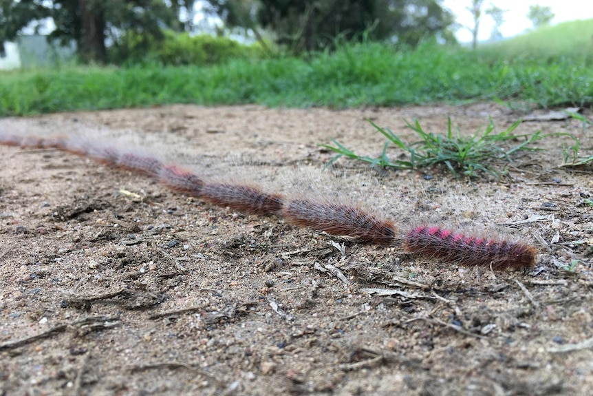 A close up of a line of caterpillars moving along the dirt.
