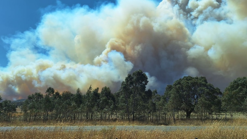 Large billows of white and brown smoke rise from behind trees under a blue sky.
