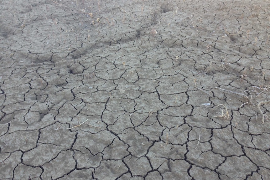 Cracked earth showing how drought conditions are affecting farm land near Hughenden