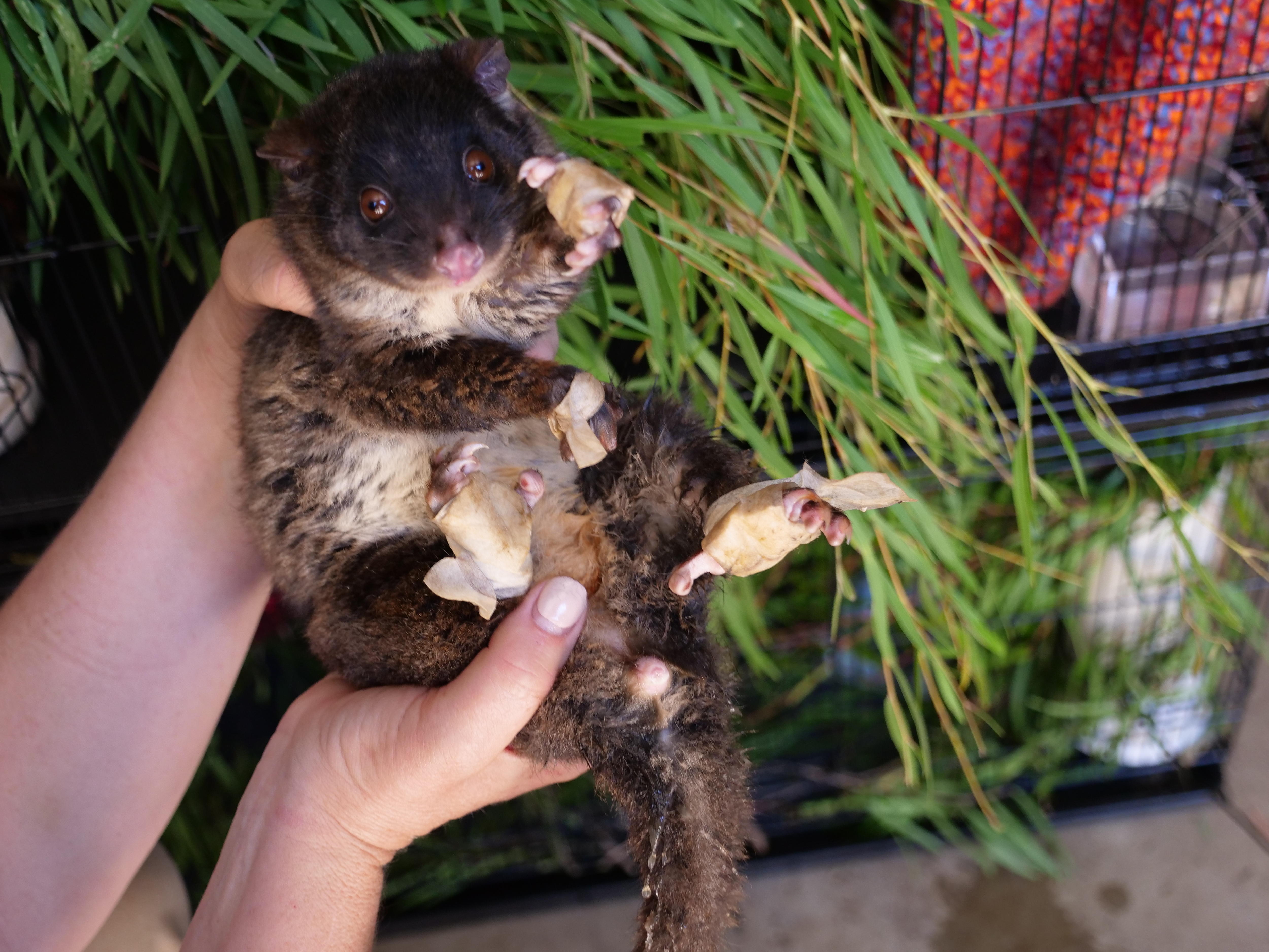 A possum with bandaged paws being held at the FAWNA care site in Capel, WA.