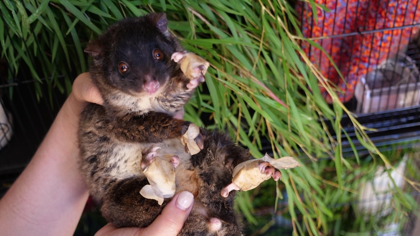 A possum with bandaged paws being held at the FAWNA care site in Capel, WA.