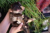 A possum with bandaged paws being held at the FAWNA care site in Capel, WA.