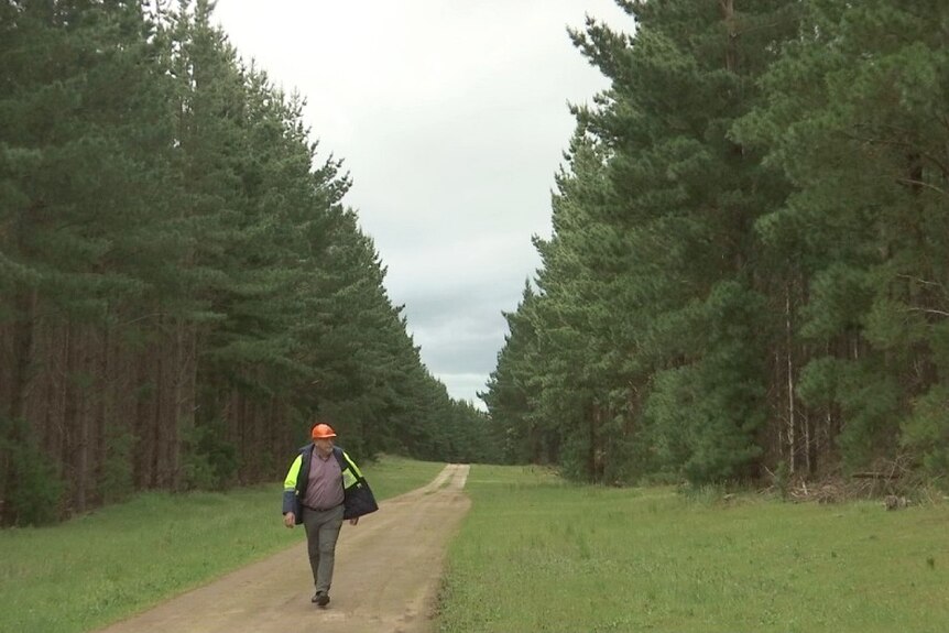 A man in high visibility clothing walks on a path between two pine plantations.