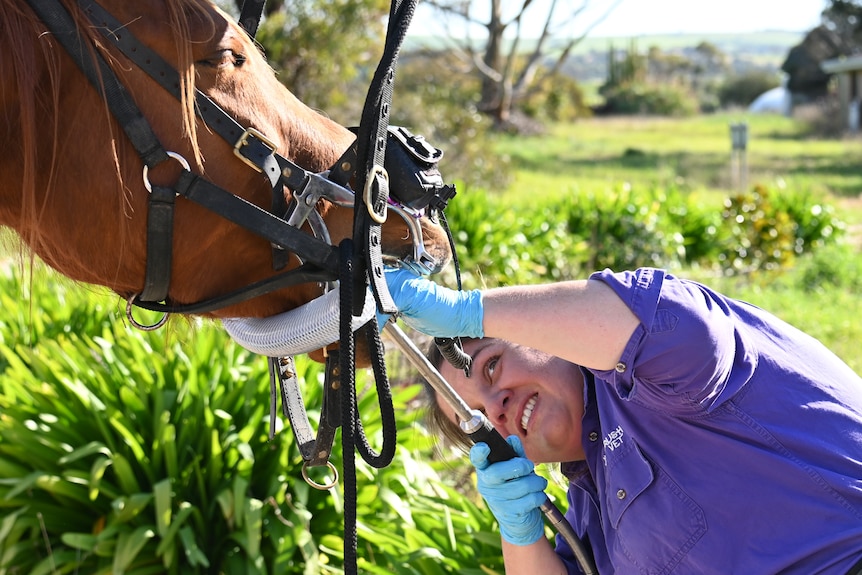 Smiling women in purple top, looks up into horse's mouth, which has a tube, wears surgical gloves, in a paddock.