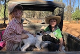 Two young kids sit in the back of an ATV with some small lambs