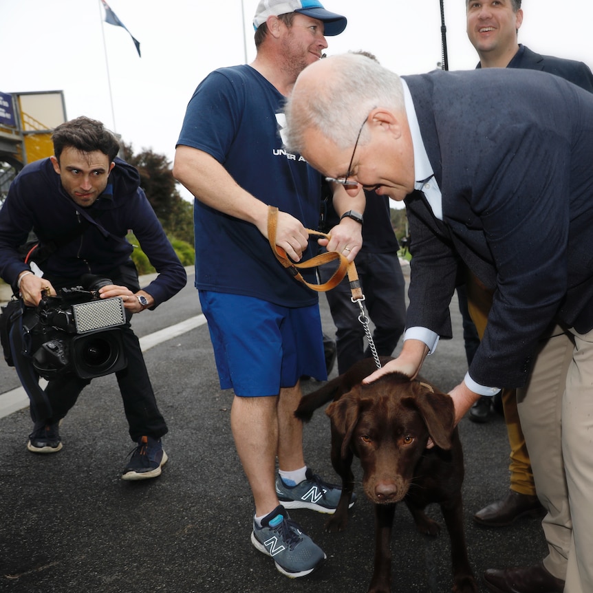 Cameraman filming Morrison patting a chocolate labrador.