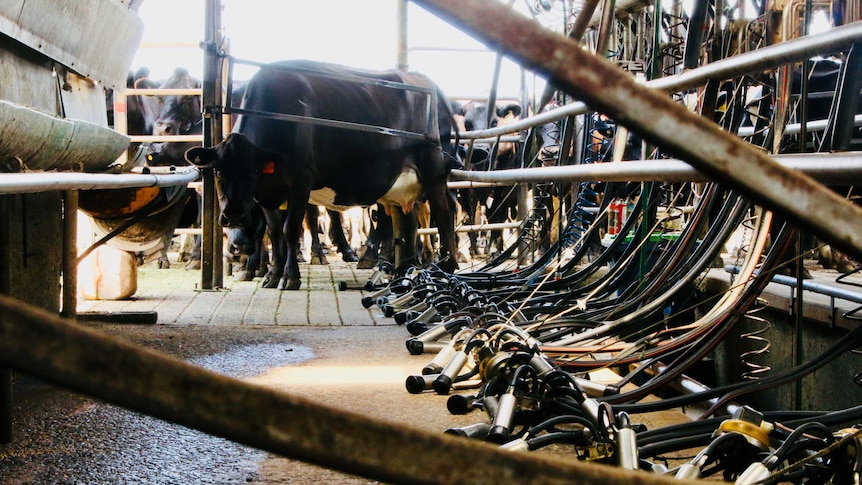 a black and white dairy down looks through a metal gate at the camera, in the foreground are empty suction cups for milking
