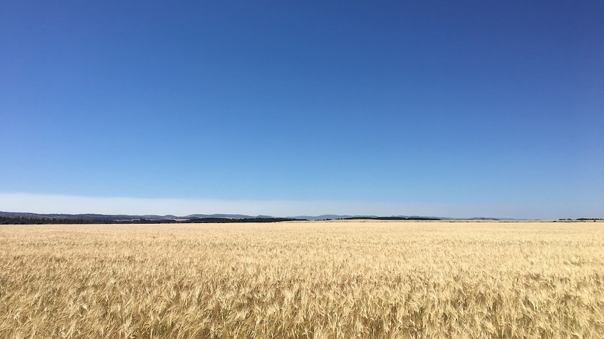 A big field of wheat growing in a paddock in northern Tasmania