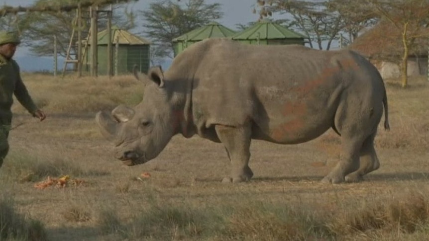 The world's last male northern white rhino has died