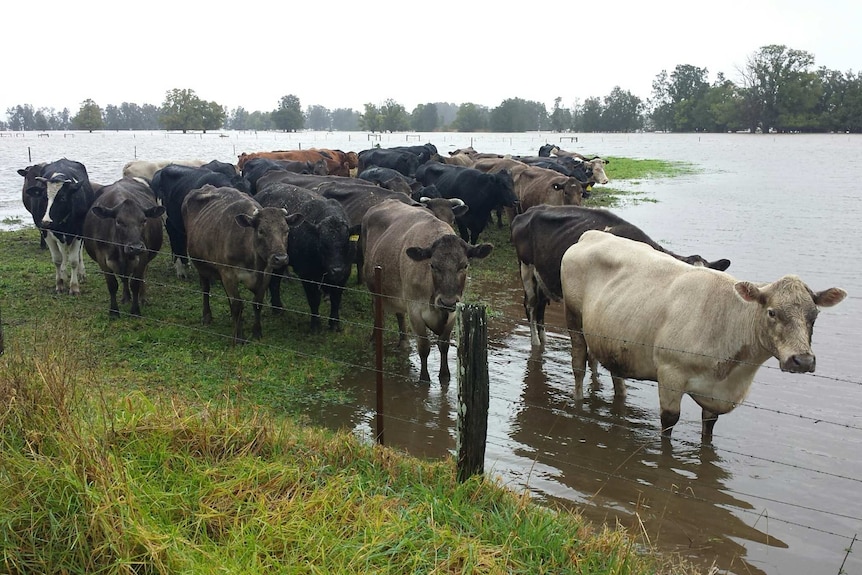 Cows stand in rain surrounded by flood water at Berry, New South Wales