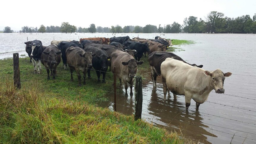 Cows stand in rain surrounded by flood water at Berry, New South Wales