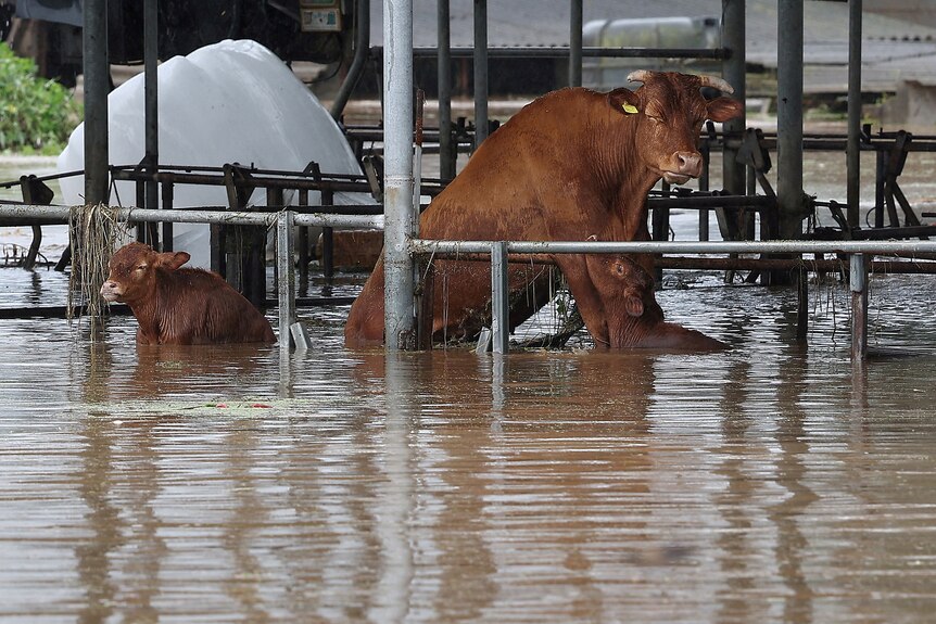 Cows are seen at a cattle shed partly submerged by typhoon Khanun in Daegu.