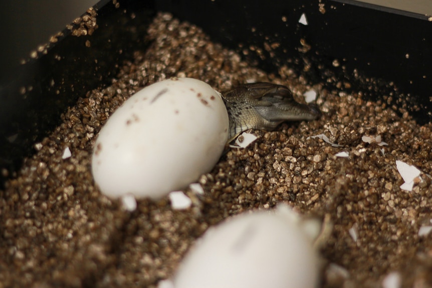 A baby saltwater crocodile hatching from its egg at Billabong Sanctuary in Townsville