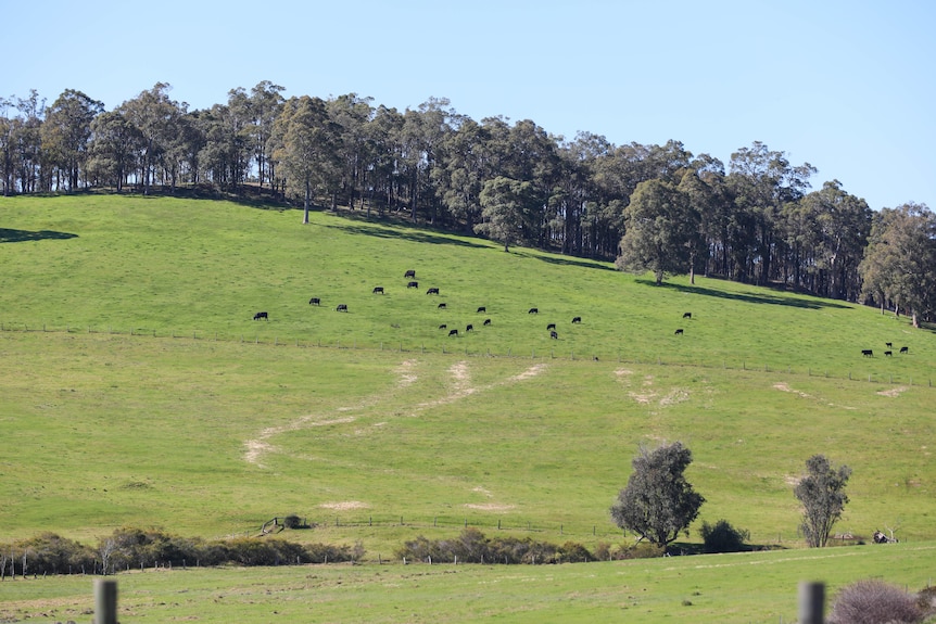 A dozen cows graze on a green field.