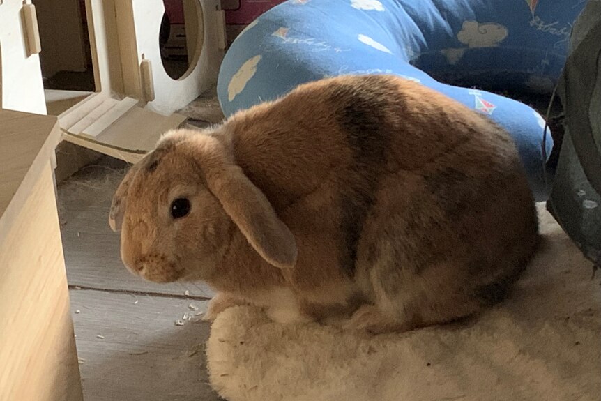 A rabbit with different shades of brown hair and floppy ears sitting on a mat.