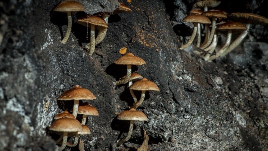 Small brown fungi grow on a black background.