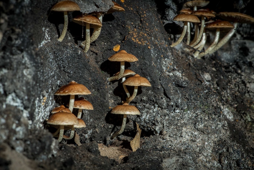 Small brown fungi grow on a black background.