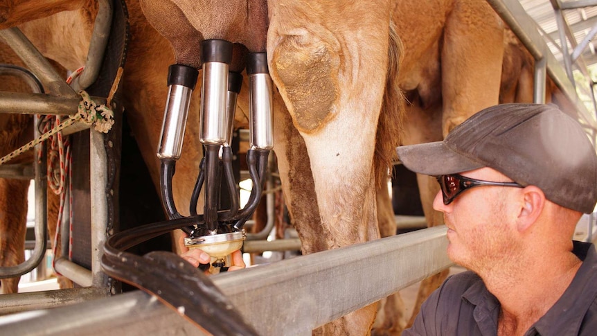 Stephen Geppert milks a camel