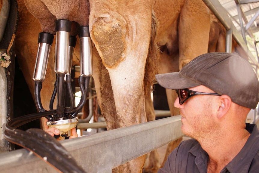 Stephen Geppert milks a camel