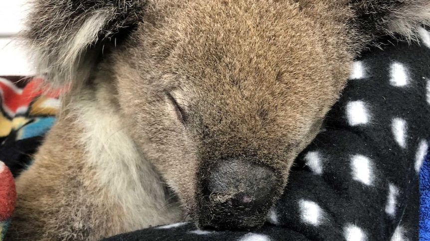 A koala sleeping.