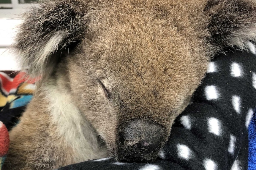 A koala sleeping.