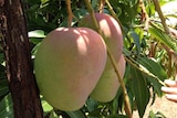 Lady Jane mangoes growing near Katherine