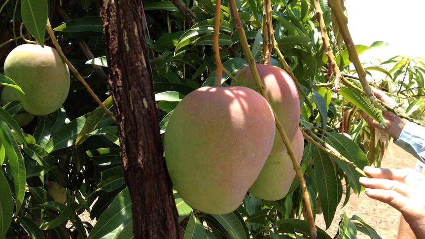 Lady Jane mangoes growing near Katherine