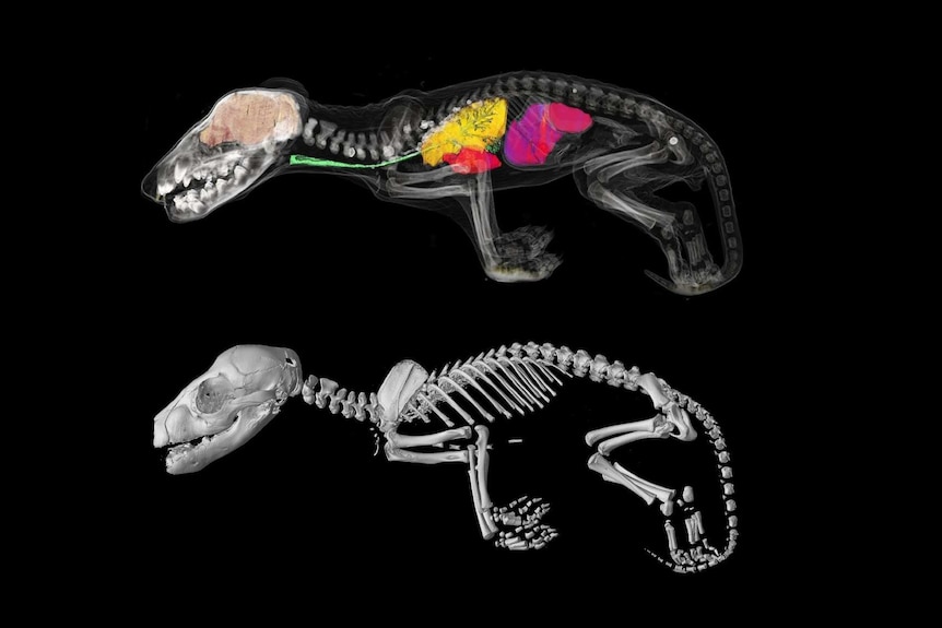 De nouvelles images 3D de Thylacines, ou joeys tigres de Tasmanie, montrent leur développement précoce.