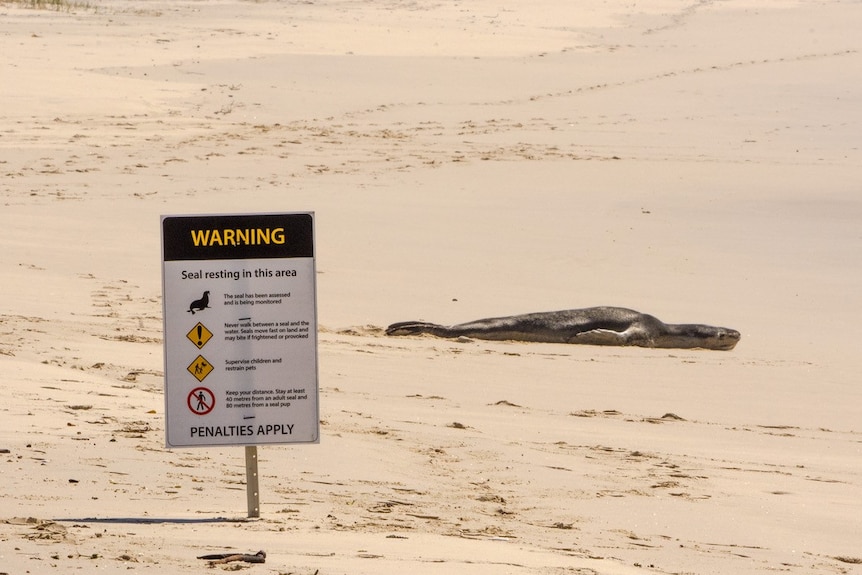 NPWS signs warn beachgoers about presence of leopard seal