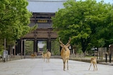 A film still of deer roaming Japan from The Year Earth Changed. 