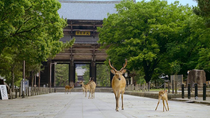 A film still of deer roaming Japan from The Year Earth Changed. 