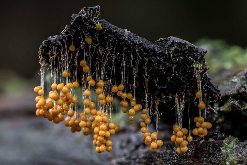 A slime mould formation appears as dozens of small yellow balls, hanging from  a branch